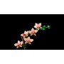 Kocke Botanicals Mini orhideja 10343 Kocke Botanicals Mini orhideja 10343