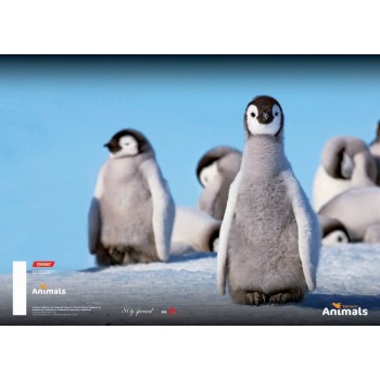 Kolaž papir A4  Animal