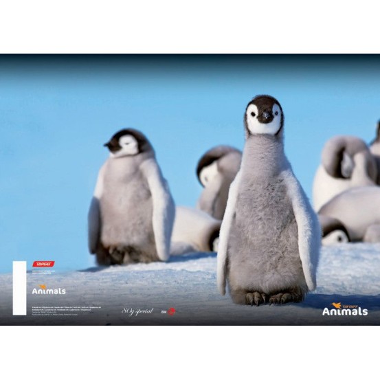 Kolaž papir A4  Animal