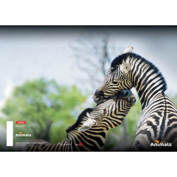 Kolaž papir A4  Animal