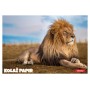 Kolaž papir ANIMAL 11367