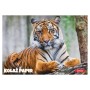 Kolaž papir ANIMAL 11367