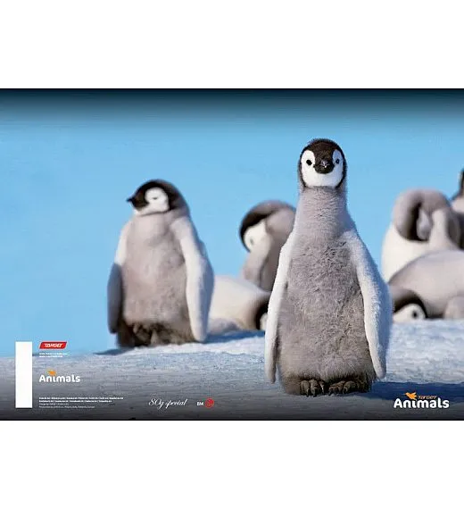 Kolaž papir A4 Target Animal