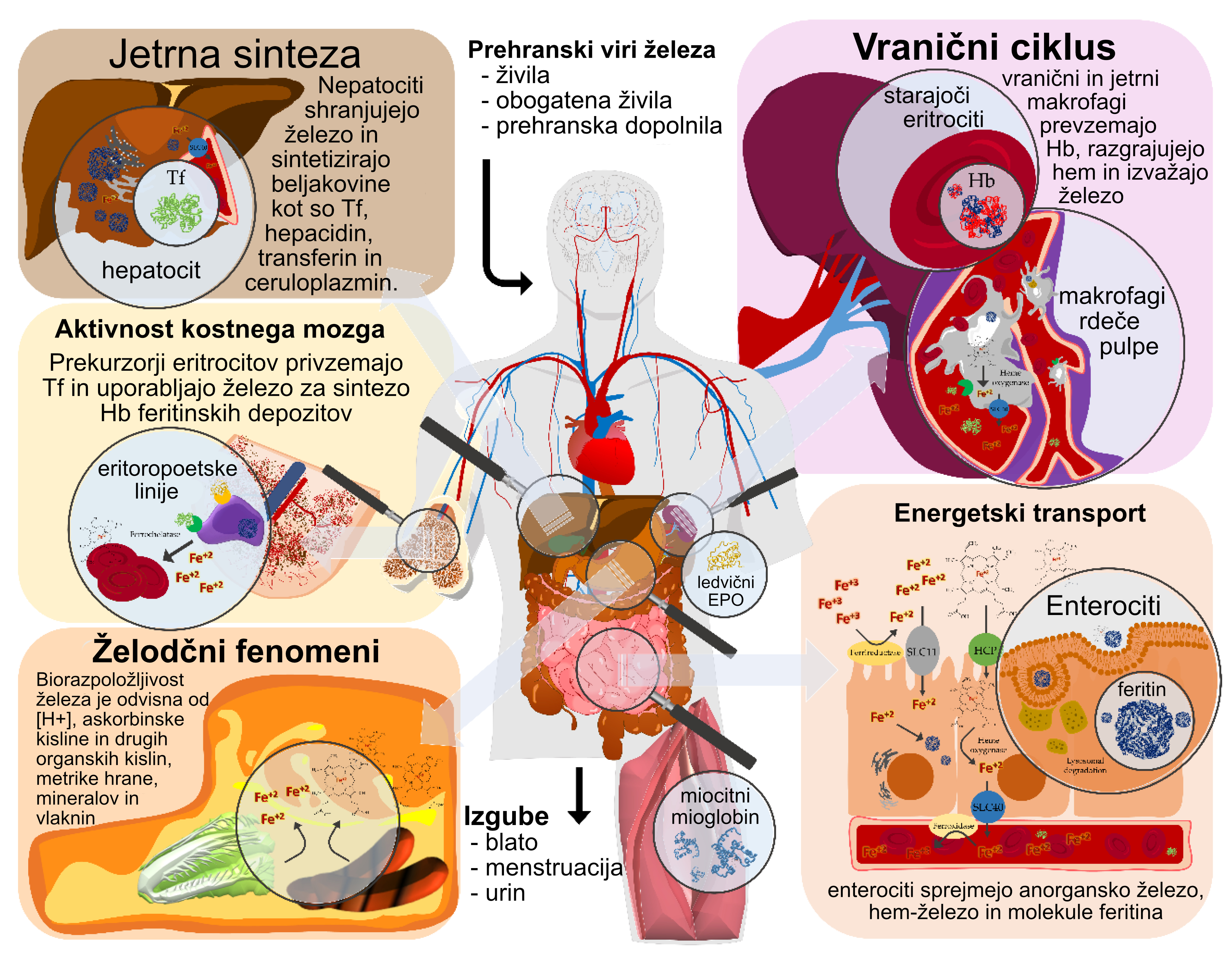 Pomen železa v telesu Pomen železa v telesu