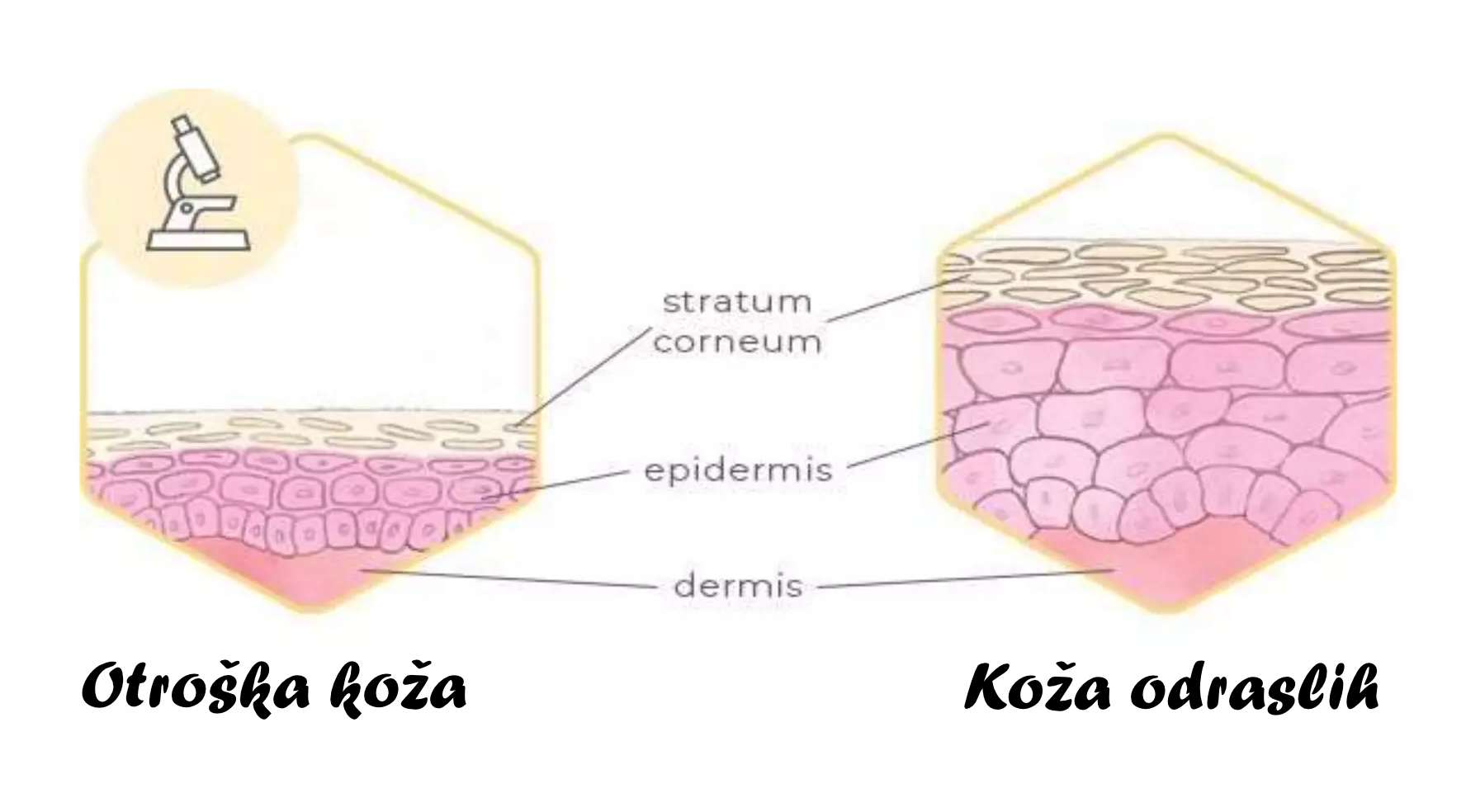 Razlike med debelino otroške in odrsle kože Razlike med debelino otroške in odrsle kože
